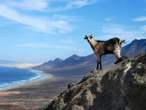 Randonnée Crète chèvre dans les montagnes Akaoka