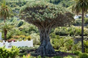 Voyage au Cap-Vert : grand arbre dans un jardin Akaoka