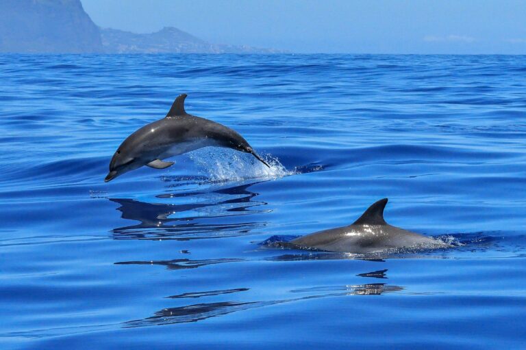 Voyage Açores dauphins Akaoka