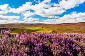 Trekking Highlands : Panorama sur les plaines et la flore écossaise