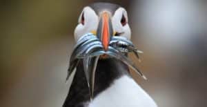 Randonnée de l'île de Skye, Macareux d'Ecosse qui mange des poissons