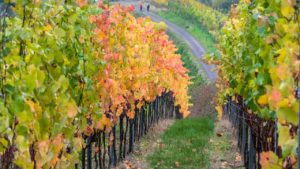 Randonnée Italie balade dans les vignes Akaoka