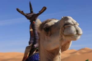 Randonnée Algérie à dos de chameau dans le désert du Hoggar Akaoka