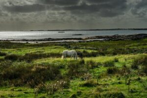 Découverte de l’Irlande : balade des chevaux en Connemara