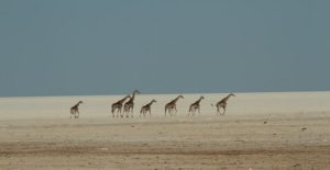 Voyage en Namibie : girafes dans le parc national d'Etosha Akaoka