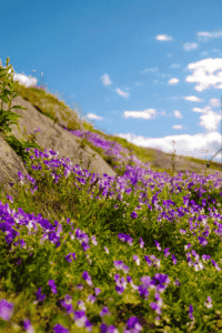Finlande nature en vélo: La vue sur le beau paysage et des animaux Sauvages en Finlande