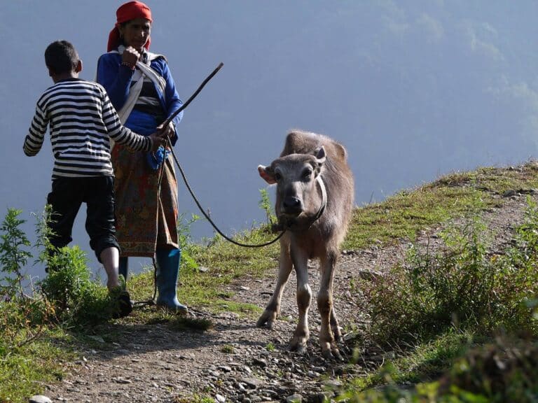 Trekking au Népal : habitants avec un animal au bord d'une falaise Akaoka