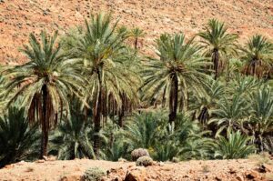 Voyage en Mauritanie : palmeraies dans un oasis Akaoka