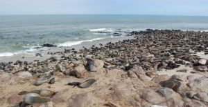 Voyage en Namibie : phoques sur une plage posés sur le sable Akaoka