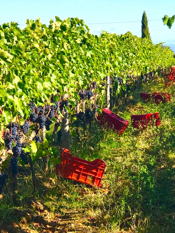 Voyage Italie viticulture en Toscane Akaoka
