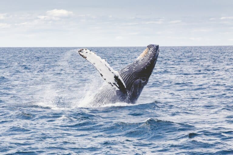 Voyage Açores observation de baleines Akaoka