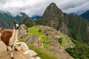 Randonnée au Pérou : un lama devant le Machu Picchu Akaoka