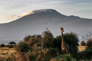 Randonnée au Kenya sur le mont Kenya: une girafe dans la savane Akaoka