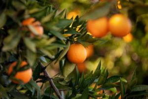 Voyage Crète visite champs d'oranges Akaoka