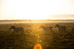 Trek au Kenya dans la vallée du Rift : troupeau de Zèbres dans la réserve nationale de Maasai Akaoka