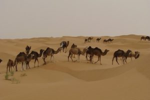 Excursion en Tunisie : troupeau de chameaux dans le désert Akaoka