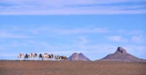 Voyage en Algérie méharée en Illizi près de la ville de Djanet Akaoka