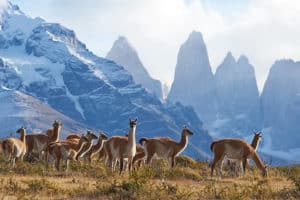 Randonnée au Chili dans le parc Torres : un troupeau de lamas Akaoka