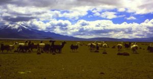 Autotour au Chili : des animaux dans une prairie de la Patagonie Akaoka