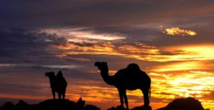 Voyage en Algérie: un troupeau de chameaux dans le désert au coucher de soleil Akaoka