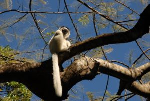 Voyage à Madagascar : animal emblématique malgache sur une branche d'arbre Akaoka