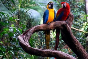 Randonnée au Mexique : des perroquets dans une forêt tropicale Akaoka