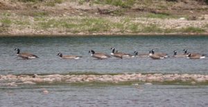 Randonnée au Canada au bord d'un lac où nagent des canards Akaoka