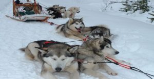 Raid familial au Canda en hiver : chiens de traineau Akaoka
