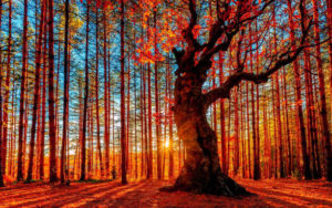 Randonnée guidée au Canada en forêt automnale sous un coucher de soleil Akaoka