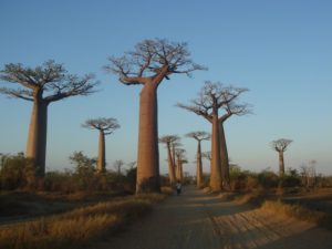 Voyage à Madagascar : allée de baobabs dans la région ouest Akaoka