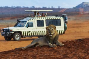 Autotour au Kenya : un lion dans la réserve nationale Samburu Akaoka