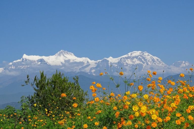 Trek Népal Panchase : fleurs orange et jaune et vue sur des sommets de montagne enneigés Akaoka