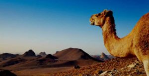 Randonnée en Algérie sur un chameau dans le désert Akaoka