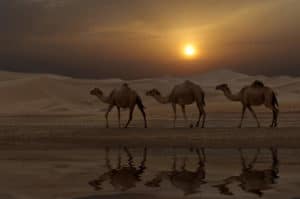 Randonnée chamelière en Algérie sous un coucher de soleil dans le désert Tassili Akaoka