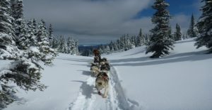 Vacances au Canada : chien de traineau dans une forêt de sapins enneigés Akaoka