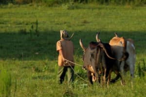 Voyage au Mexique : un agriculteur et ses boucs Akaoka