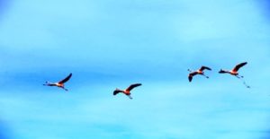 Autotour Chili : des oiseaux qui volent sous un ciel bleu Akaoka