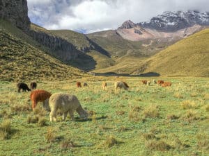 Randonnée en Equateur : troupeau d'alpagas broutant l'herbe dans une vallée Akaoka