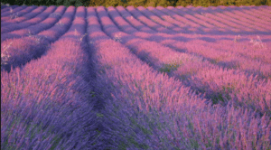 Un champ de fleurs de Violet,parc du Lubéron randonnées