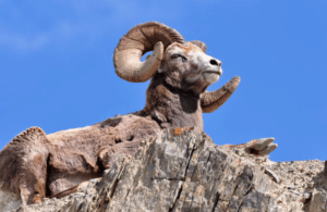 Un mouton avec des grandes cornes assis sur une roche,randonnée Caroux