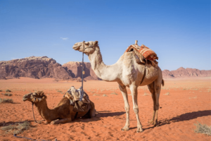 Randonnée Jordanie à Pétra à chameaux dans le désert