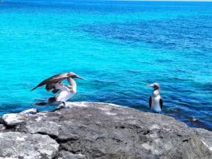 Voyage en Equateur : deux oiseaux sur un rocher au bord de l'eau Akaoka